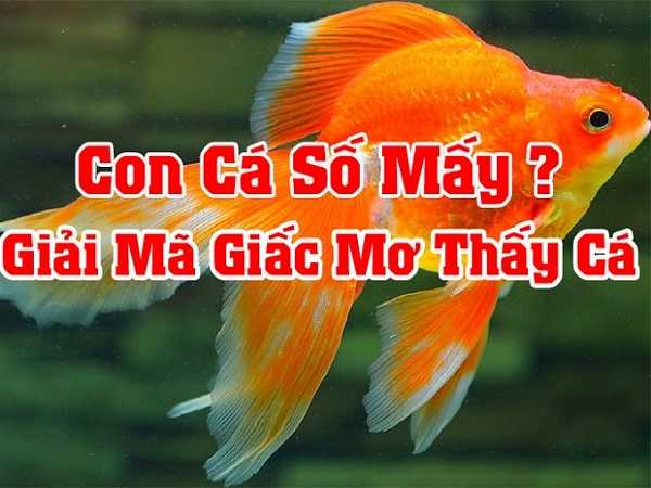 Nằm mơ thấy cá và con số may mắn cho lô đề